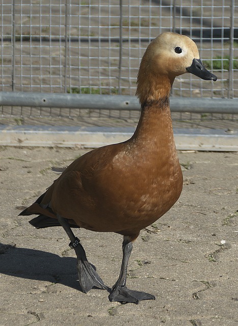 借助后撤步
